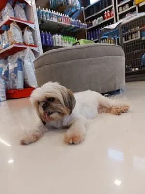 Roms N Raks Pet Hypermarket And Grooming Studio — Pet Services in Thrissur