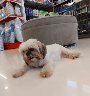 Roms N Raks Pet Hypermarket And Grooming Studio logo