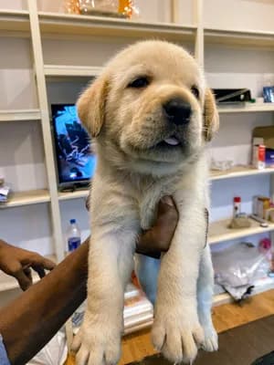 Petz Club — Pet Services in Thiruvananthapuram