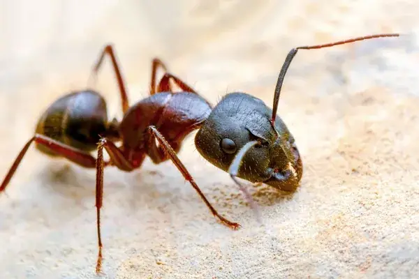 Pest Track Management Services — Home & Services in Kochi, Ernakulam
