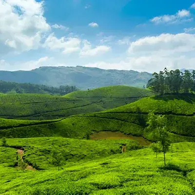Travelberry Private Tours Wayanad | Best Tour Operators In Kerala logo