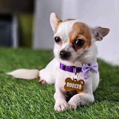 My Vet Pharma Pet Grooming And Pet Accessories logo