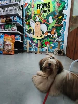 Roms N Raks Pet Hypermarket And Grooming Studio — Pet Services in Thiruvananthapuram