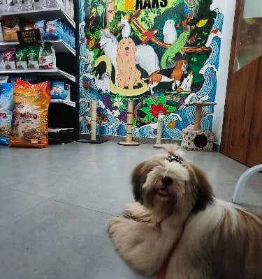 Roms N Raks Pet Hypermarket And Grooming Studio logo