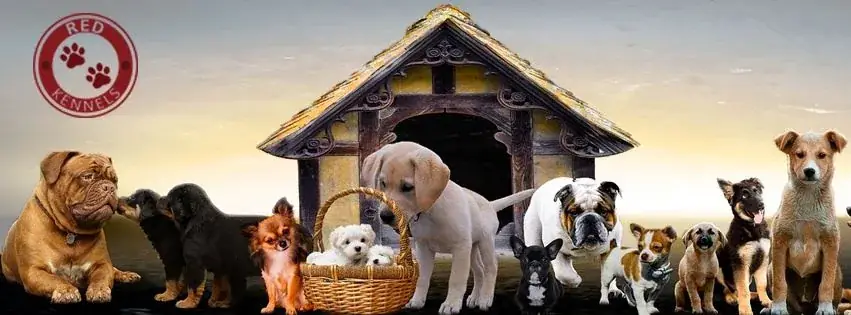 Red Kennels Dogs Website|Pet Shop|Breeders|Kennels|Dog Accessories And Services — Nonprofit & Community in Thrissur