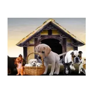 Red Kennels Dogs Website|Pet Shop|Breeders|Kennels|Dog Accessories And Services logo