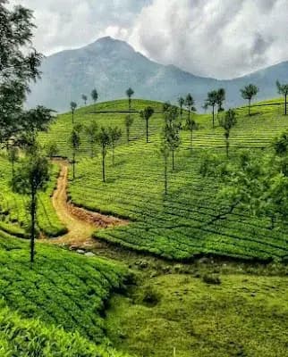 Muvi Travels Munnar logo