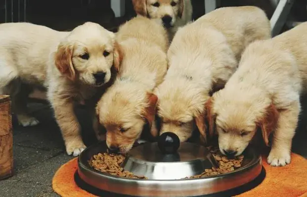 Petsland Food And Accessories — Pet Services in Thrissur