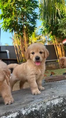 Ak Pets World — Pet Services in Thiruvananthapuram, Uliyazhathura