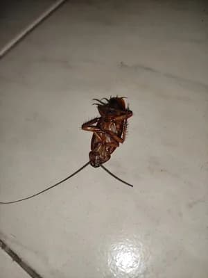 Asian Pest Control Service In Trivandrum — Home & Services in Thiruvananthapuram