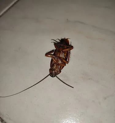 Asian Pest Control Service In Trivandrum logo