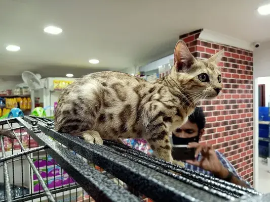 Pets Carnival Pet Store And Groom Parlour — Pet Services in Ernakulam