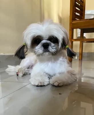 Bowmeow Pet Store And Grooming Parlour — Pet Shops in Kozhikode