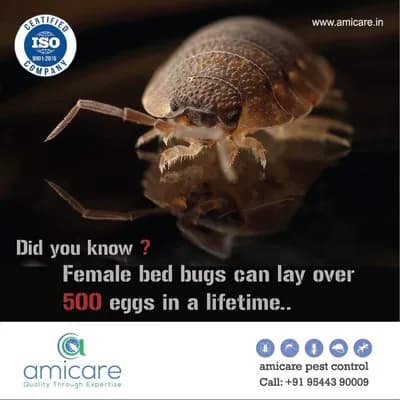 Amicare — Home & Services in Kochi, Ernakulam